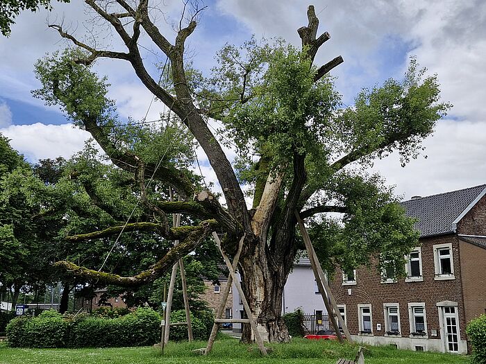 Die jahrhundertealte Schwarzpappel in Würselen-Pley muss bis auf ein Grundgerüst zurückgeschnitten werden. Unter dem Baum liegt schon jetzt abgefallene Rinde und ein Blick nach oben zeigt eine stark reduzierte Baumkrone, die kaum noch Blätter aufweist. Bereits in der Vergangenheit musste die Pappel mehrfach geschnitten werden, um abgestorbene Kronenteile zu entfernen.