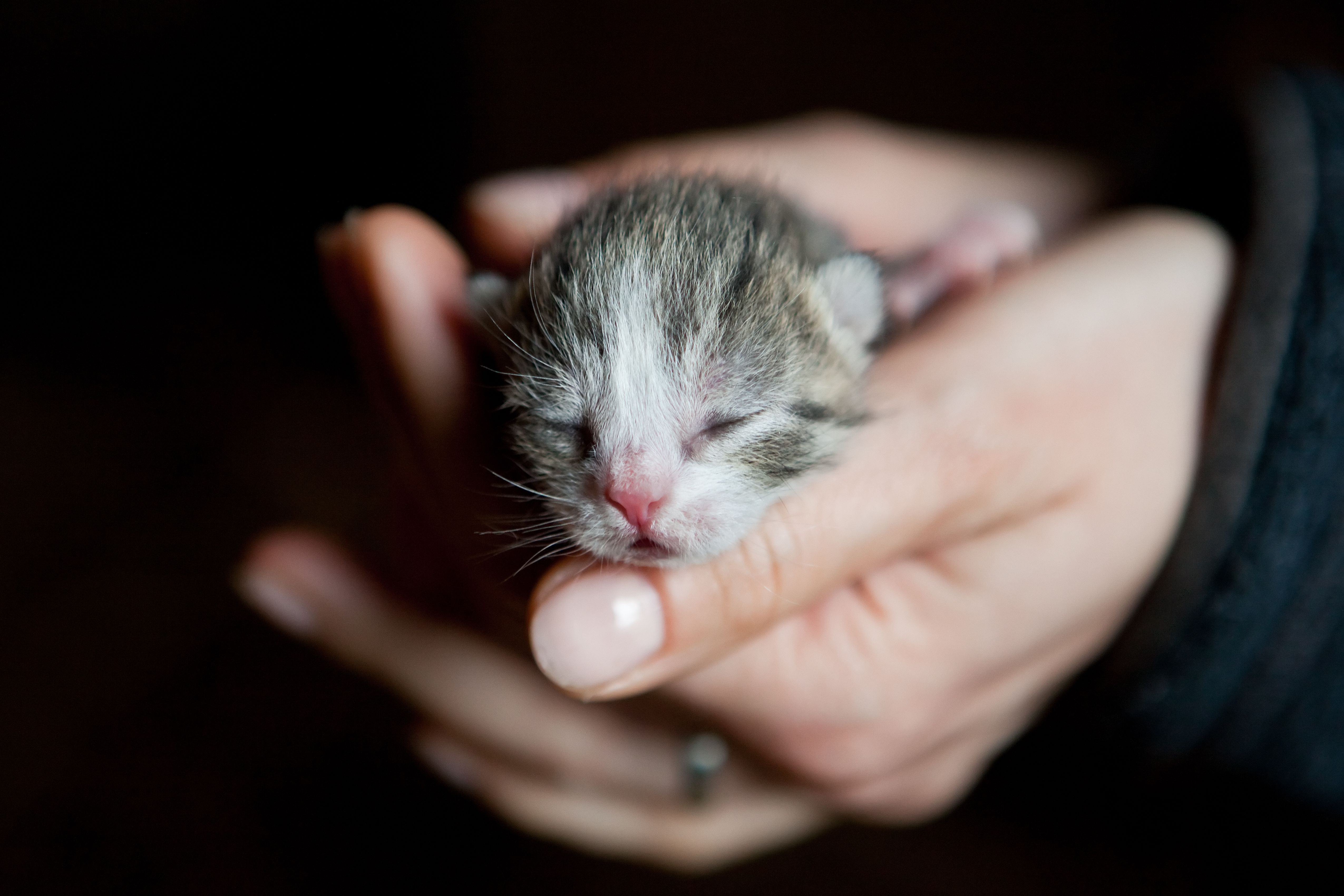 ein Katzenbaby wird schützend von zwei Händen gehalten